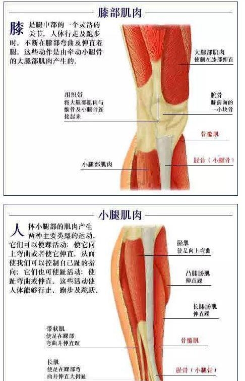 人体内部结构分布图分享（史上最全的人体各部位解剖全图）