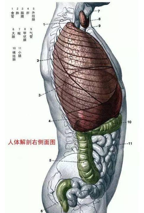 人体内部结构分布图分享（史上最全的人体各部位解剖全图）