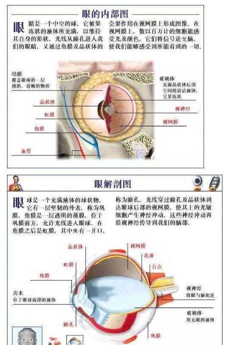 人体内部结构分布图分享（史上最全的人体各部位解剖全图）