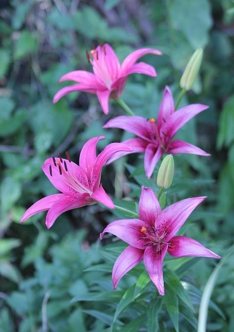 百合花图片有哪些呢（百合鲜花你见过多少）