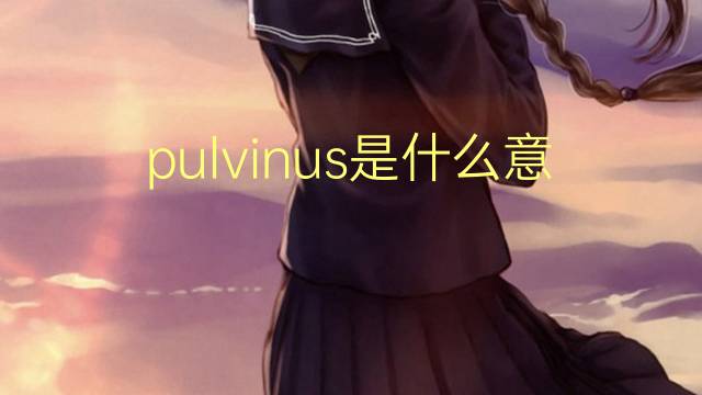 pulvinus是什么意思 pulvinus的翻译、读音、例句、中文解释