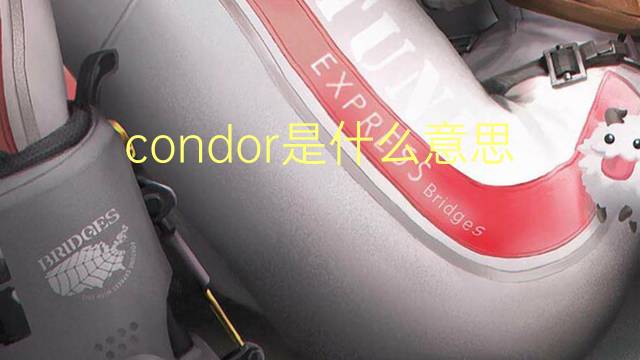 condor是什么意思 condor的翻译、读音、例句、中文解释