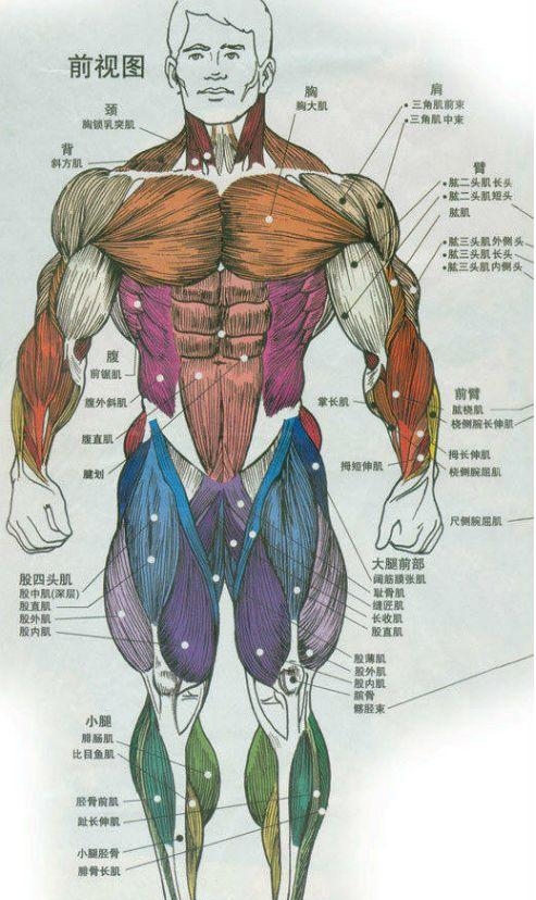 人体内部结构分布图分享（史上最全的人体各部位解剖全图）