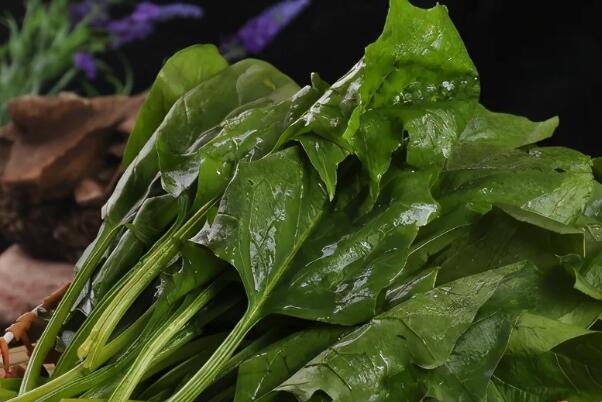 菠菜的根要不要去掉（食用菠菜牢记4不要）