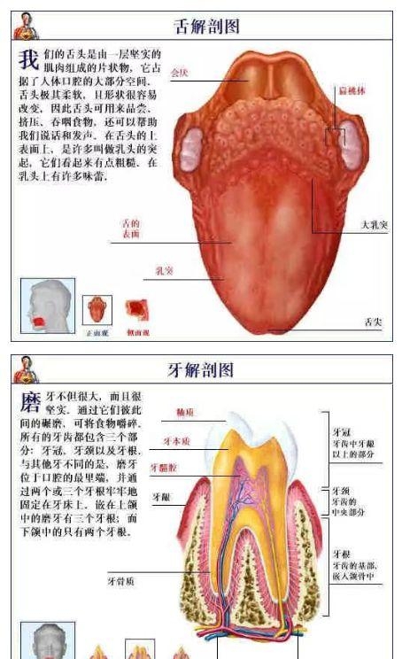 人体内部结构分布图分享（史上最全的人体各部位解剖全图）