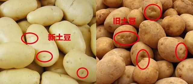 新土豆和老土豆区别有哪些（新土豆和翻新土豆的3处不同）