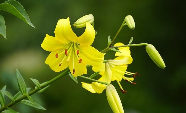 百合花图片有哪些呢（百合鲜花你见过多少）