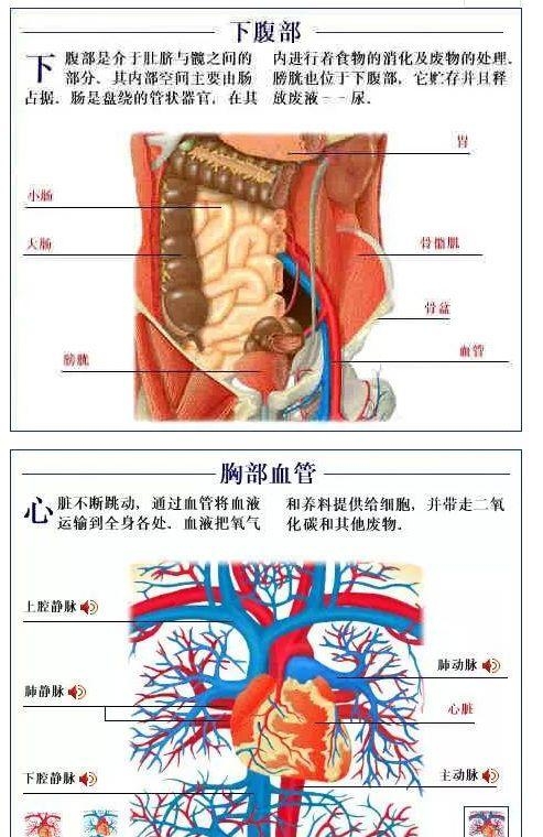 人体内部结构分布图分享（史上最全的人体各部位解剖全图）