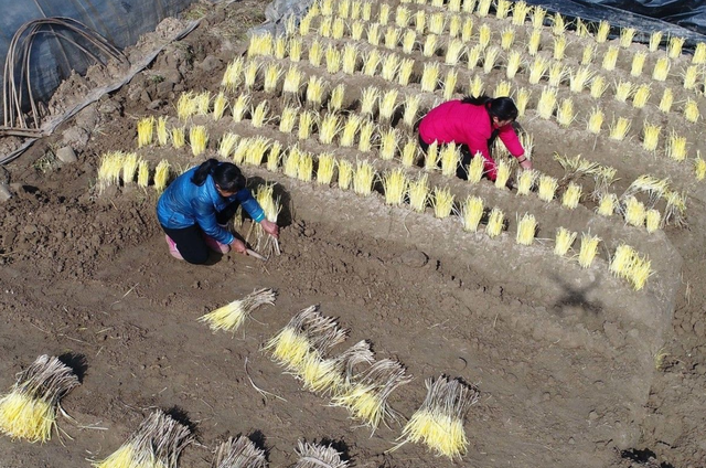 韭黄怎么种植出来的（韭黄种植技巧和管理技术）