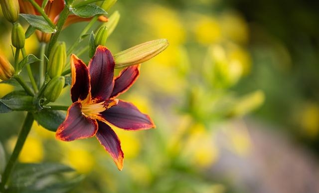 百合花图片有哪些呢（百合鲜花你见过多少）