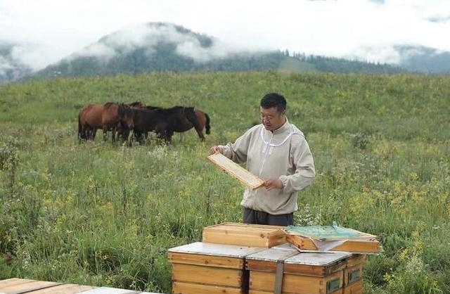 蜂蜜和蜂巢蜜哪个更好一些（蜂巢蜜与蜂蜜营养价值介绍）