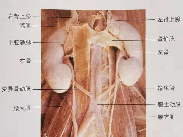 人体肾在哪个位置呢（教你迅速判断肾损伤情况）