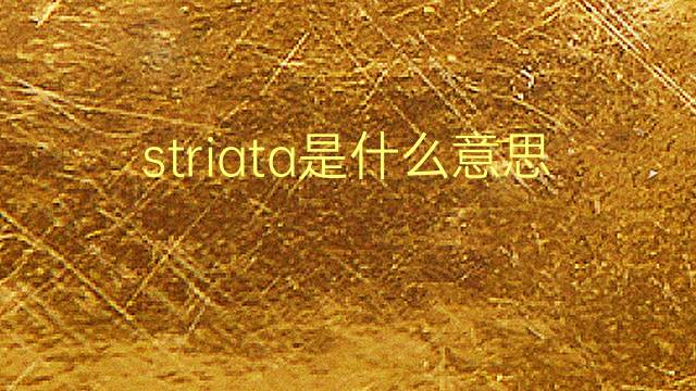 striata是什么意思 striata的翻译、读音、例句、中文解释