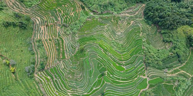 铁观音发源地在哪里（探访铁观音的发源地）