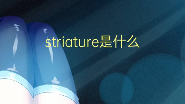 striature是什么意思 striature的翻译、读音、例句、中文解释