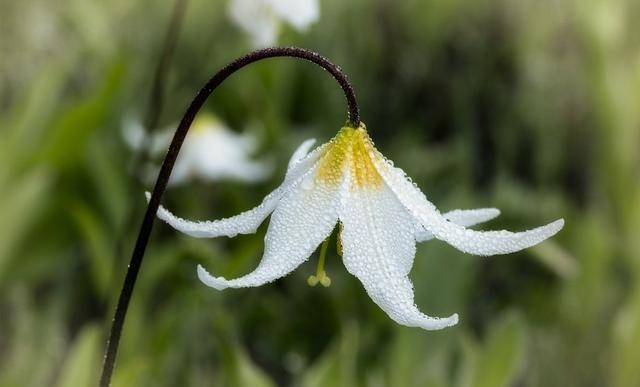 百合花图片有哪些呢（百合鲜花你见过多少）