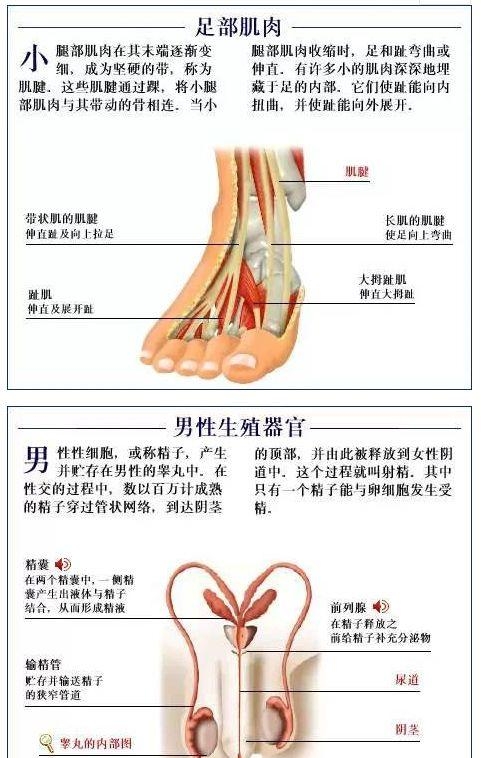 人体内部结构分布图分享（史上最全的人体各部位解剖全图）