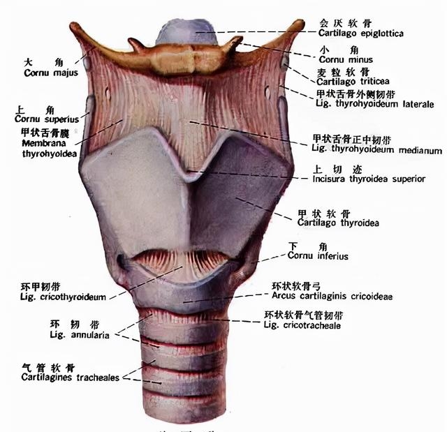 摸男生喉结意味着什么（男生的喉结摸不得的原因）