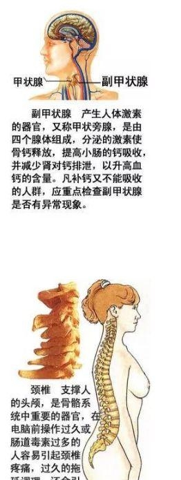 人体内部结构分布图分享（史上最全的人体各部位解剖全图）