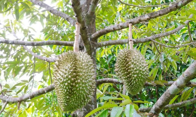 榴莲国内现在有种植吗（榴莲的栽培技术介绍）