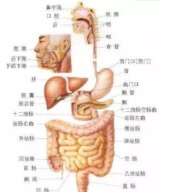 人体内部结构分布图分享（史上最全的人体各部位解剖全图）