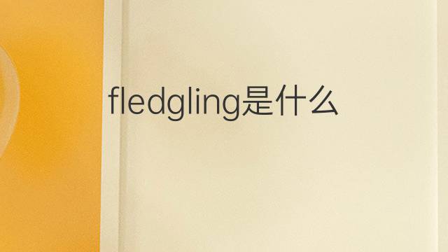 fledgling是什么意思 fledgling的翻译、读音、例句、中文解释