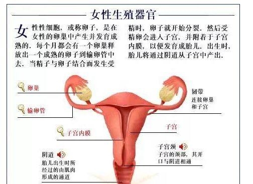 人体内部结构分布图分享（史上最全的人体各部位解剖全图）