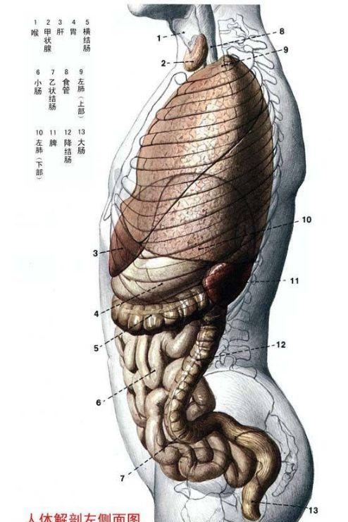 人体内部结构分布图分享（史上最全的人体各部位解剖全图）