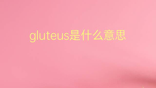 gluteus是什么意思 gluteus的翻译、读音、例句、中文解释