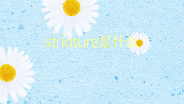 striature是什么意思 striature的翻译、读音、例句、中文解释