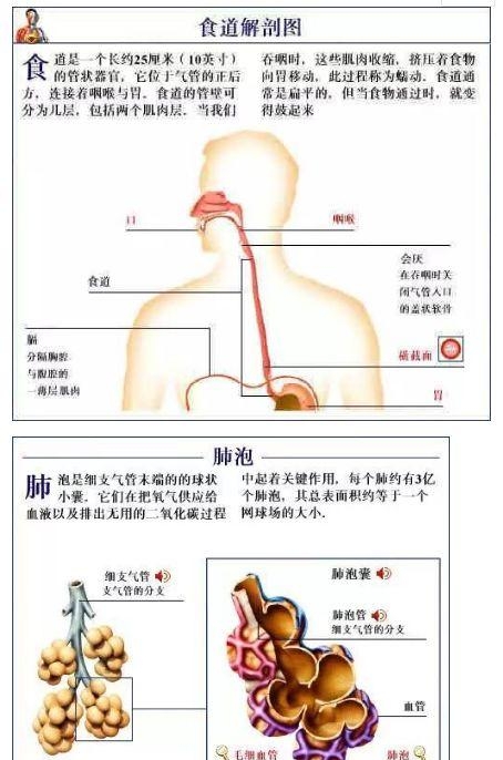 人体内部结构分布图分享（史上最全的人体各部位解剖全图）