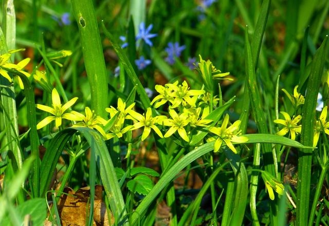 百合花图片有哪些呢（百合鲜花你见过多少）