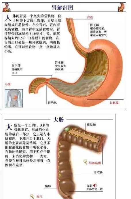 人体内部结构分布图分享（史上最全的人体各部位解剖全图）