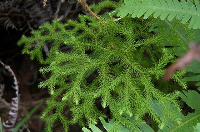 伸筋草的功效与作用图片（伸筋草的作用简介）