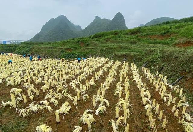 韭黄怎么种植出来的（韭黄种植技巧和管理技术）