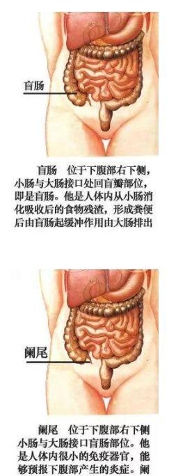 人体内部结构分布图分享（史上最全的人体各部位解剖全图）