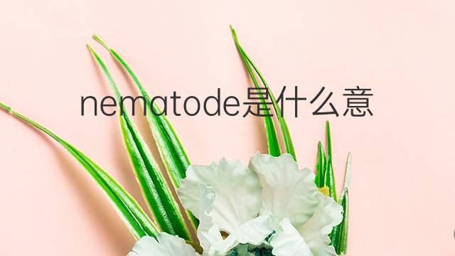 nematode是什么意思 nematode的翻译、读音、例句、中文解释