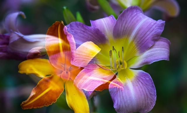 百合花图片有哪些呢（百合鲜花你见过多少）