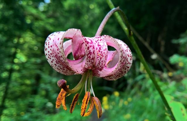 百合花图片有哪些呢（百合鲜花你见过多少）