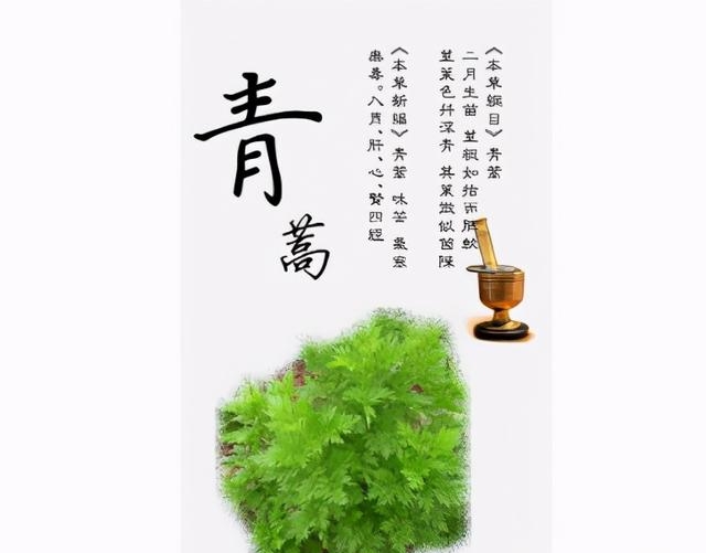 青蒿是什么植物（清虚热的中药青蒿）