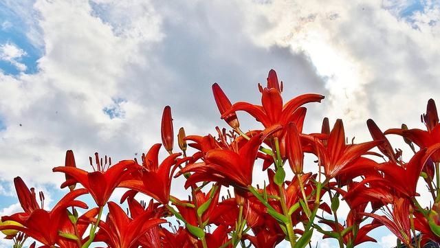 百合花图片有哪些呢（百合鲜花你见过多少）