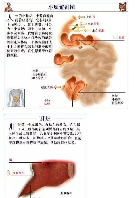 人体内部结构分布图分享（史上最全的人体各部位解剖全图）