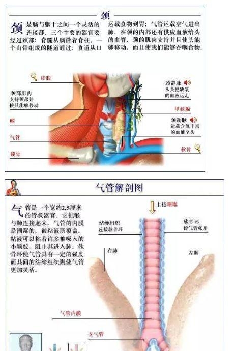 人体内部结构分布图分享（史上最全的人体各部位解剖全图）