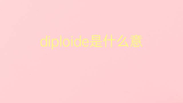 diploide是什么意思 diploide的翻译、读音、例句、中文解释