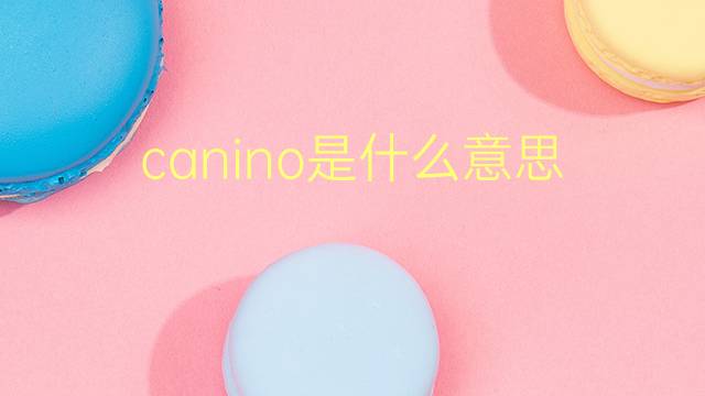 canino是什么意思 canino的翻译、读音、例句、中文解释