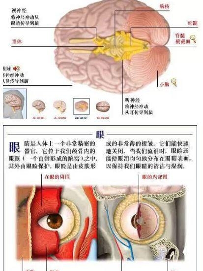 人体内部结构分布图分享（史上最全的人体各部位解剖全图）