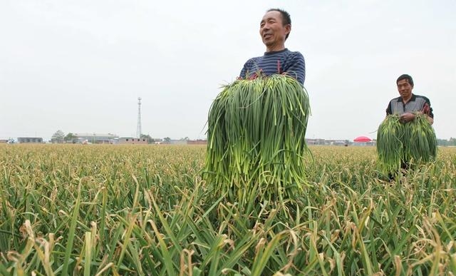 蒜苔保鲜储存方法有哪些（蒜薹贮藏保鲜的注意事项）