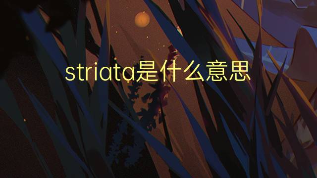 striata是什么意思 striata的翻译、读音、例句、中文解释