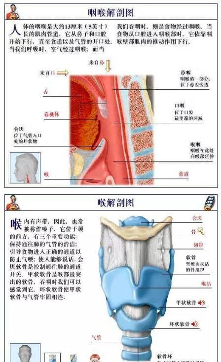 人体内部结构分布图分享（史上最全的人体各部位解剖全图）