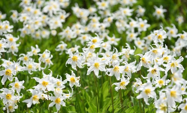 百合花图片有哪些呢（百合鲜花你见过多少）